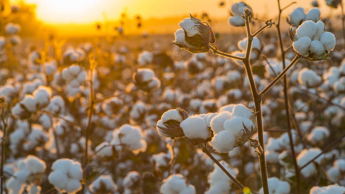 Organic Cotton