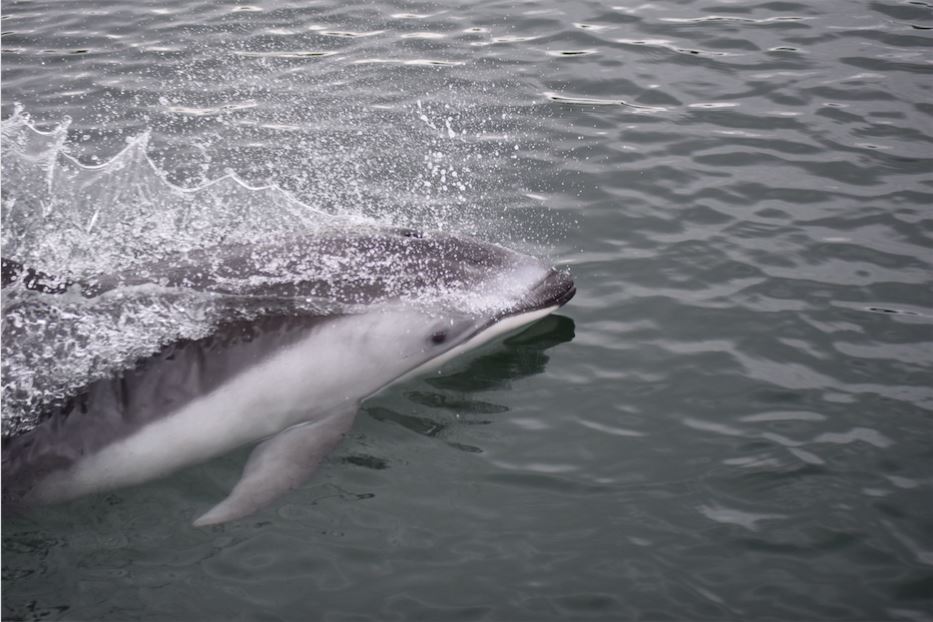 Save the Whales: Pacific Wild's Underwater Monitoring Network