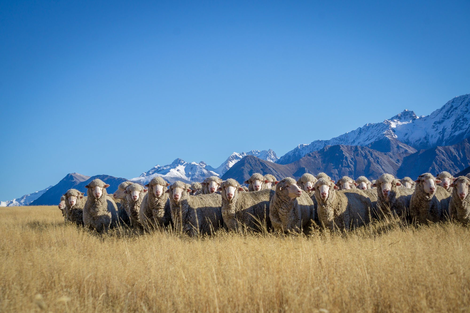Why Wool?