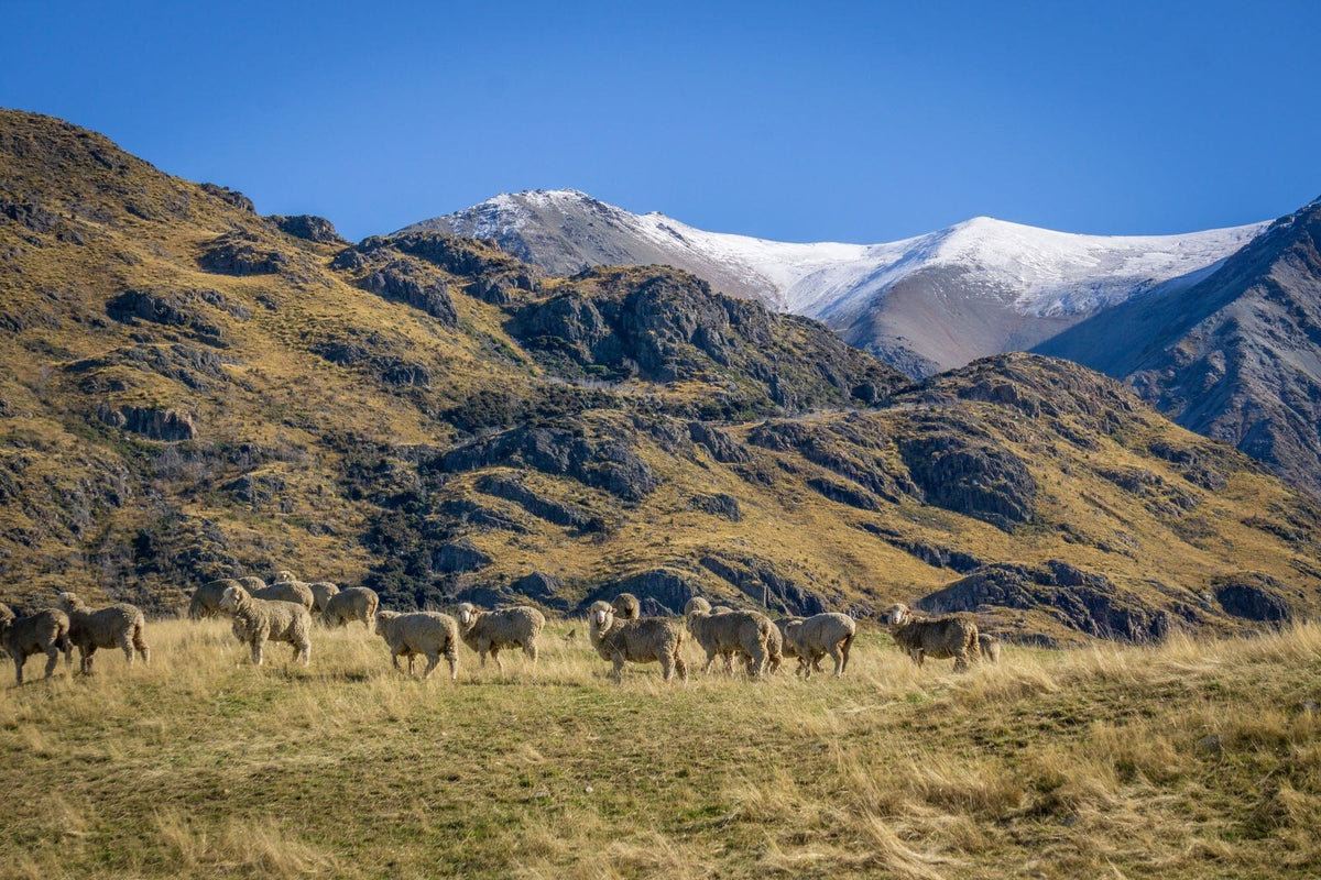 ZQ — Ethical, Sustainable Merino Wool