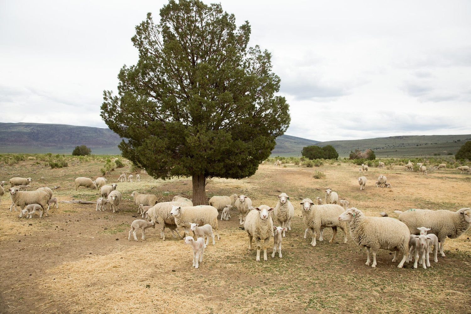 The Climate Beneficial™ Wool Journey