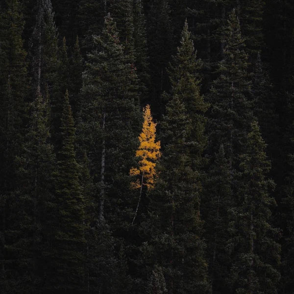 Hollow Tree Candle - Golden Spruce